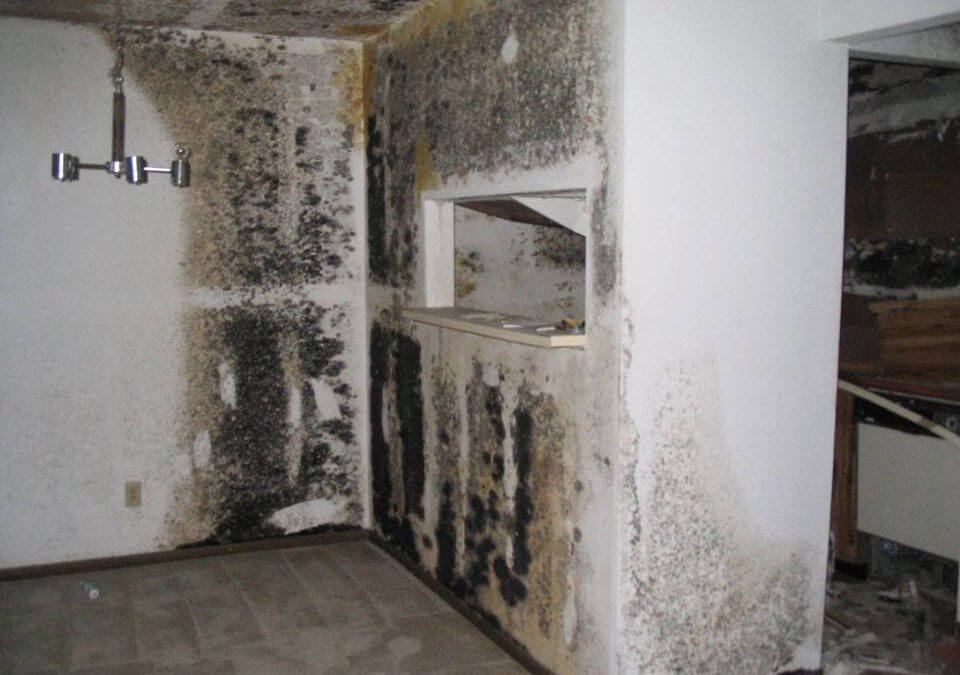 How to prevent mold in your home
