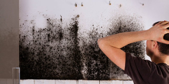 Professional Emergency Mold Remediation