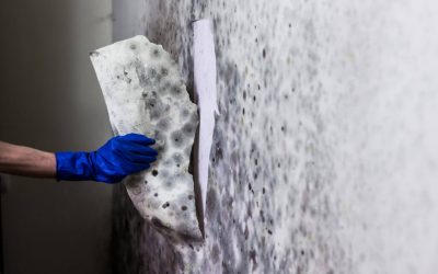 Why Mold grows