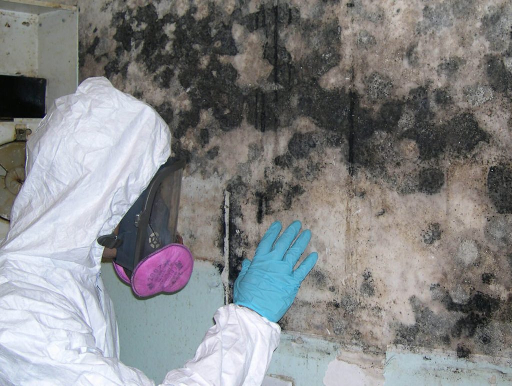 Professional Mold Damage Cleanup Services Near Me