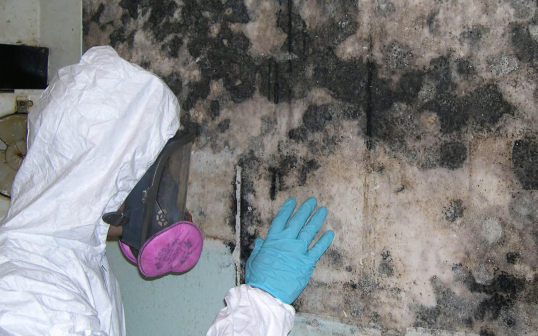 Best Mold Remediation Experts Deerfield Beach, FL – Express Mold Services