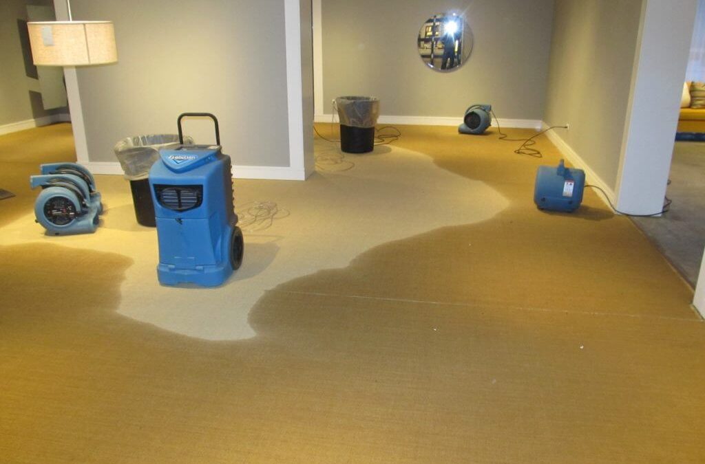 Best Mold and Water Damage Repair Services