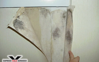 Mold Growth Detection
