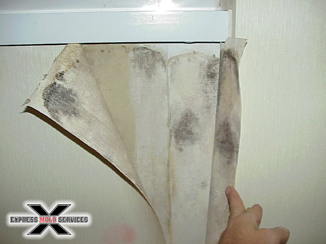 Mold Growth Detection