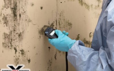 Mold Testing Services | From Sampling to Analysis