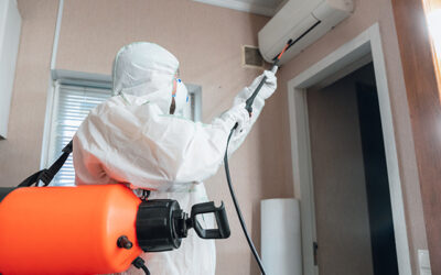 Top Local Mold Specialists Near Me in Deerfield Beach, FL – Professional Mold Solutions by Express Mold Services
