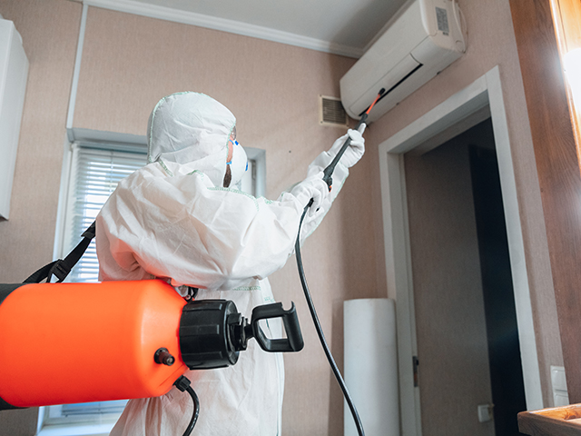 Top Local Mold Specialists