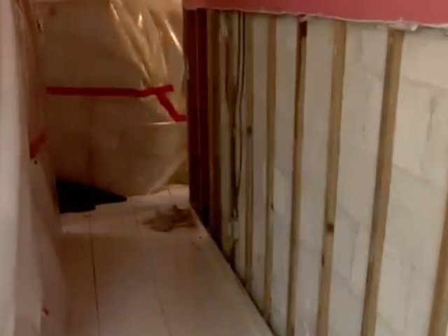 Fort Lauderdale Mold Repair and Restoration