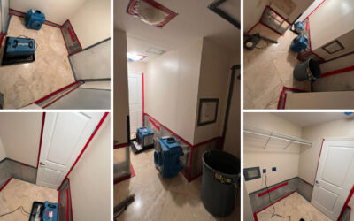 Express Mold Services: Your Go-To for Affordable Mold Removal Services That Don’t Cut Corners
