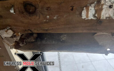 Express Mold Services: Your Trusted Source for Professional Mold Inspection Services