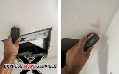 Express Mold Services – Top-Rated Toxic Mold Cleanup Company Near Me