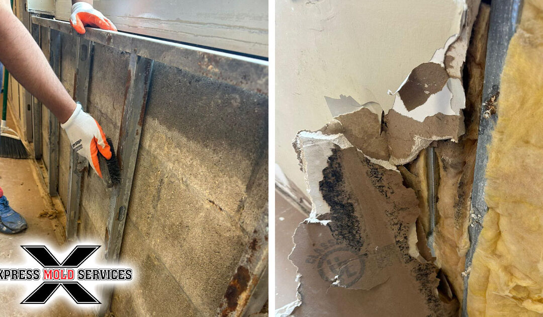 Commercial Mold Remediation Services