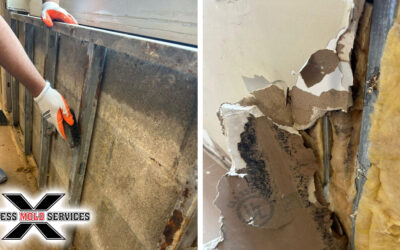 Top Commercial Mold Remediation Services Deerfield Beach, FL – Express Mold Services