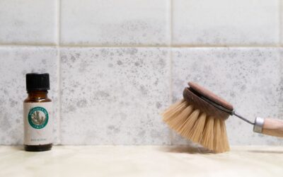 Express Mold Services – Your Trusted Basement Mold Removal Specialists