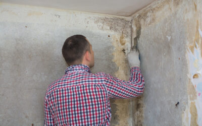 Best Mold Abatement and Decontamination Company Near Me: Why Express Mold Services Is the Clear Choice